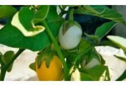 甜瓜概念爆料视频大全最新,揭秘热门甜瓜背后的故事与魅力